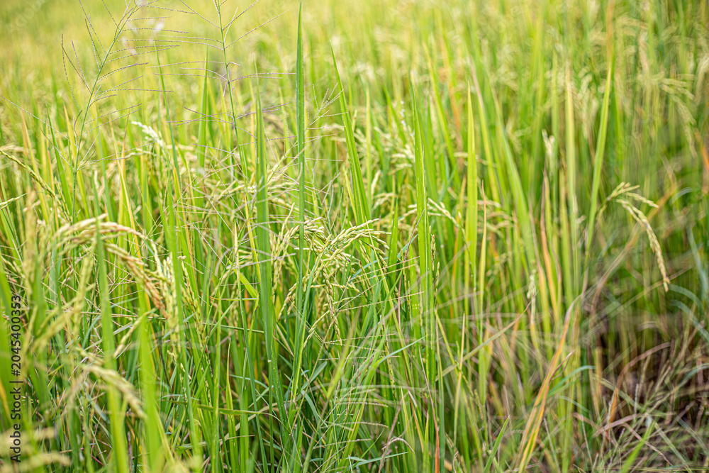 Fototapeta premium Farm-Direct Thai Rice Panicles: A Tribute to Thai Food Quality.