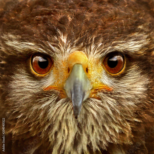 Canvas Print Extreme close-up portrait of a raptor showing sharp yellow eyes and hooked beak