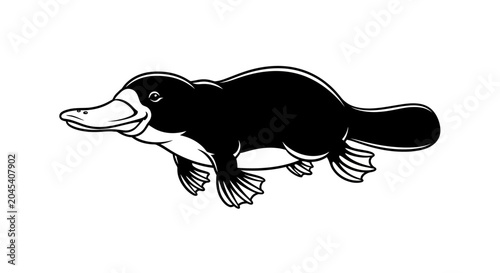 Tableau sur toile Black and white platypus swimming fast.