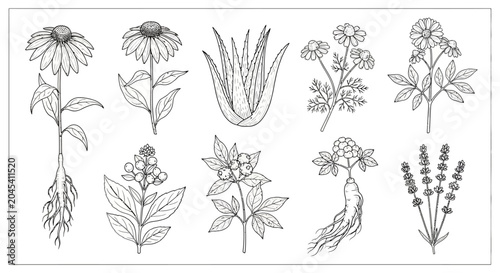 Bild auf Leinwand A collection of various flower illustrations.