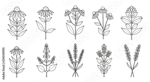 Photos A collection of various flower line drawings.