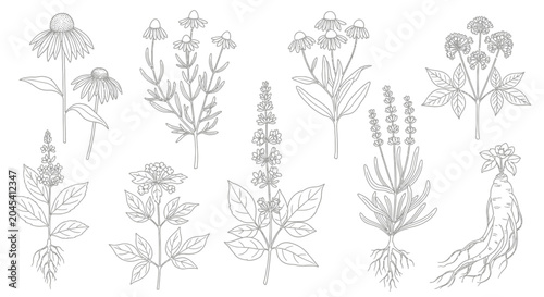 Foto A collection of various botanical line drawings of flowers and plants