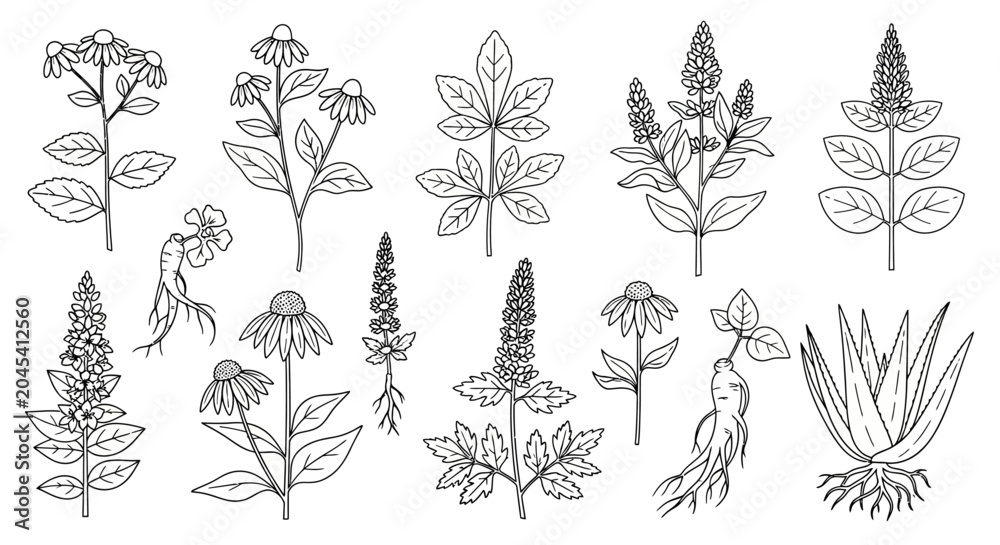 Fototapeta premium Collection of various plant species illustrations.