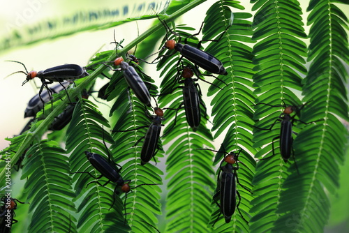 Tableau sur toile Striped Blister Beetle (Epicauta vittata) , is a species of beetle in the family