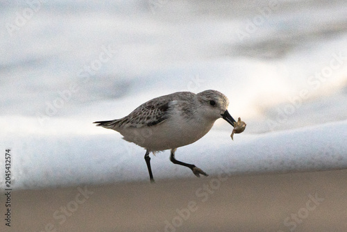Foto Small bird waddles on wet sand, carrying shell in beak