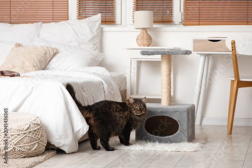 Cute fluffy cat near scratching post in bedroom