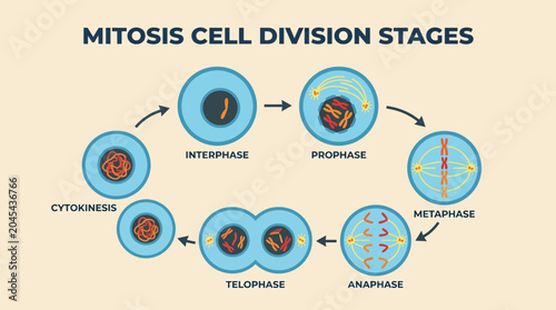 Bild auf Leinwand Mitosis Cell Division Stages Diagram