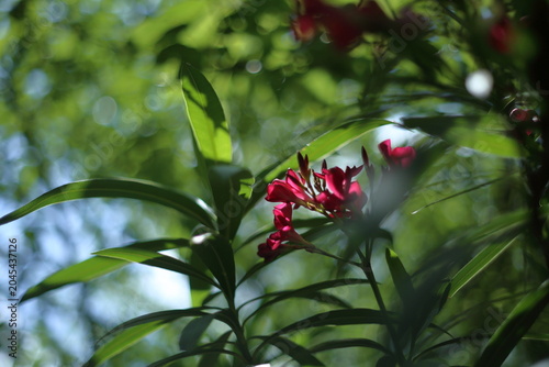 Fotografi 鮮やかに咲く、キョウチクトウの花 / Vibrant nerium oleander flowers with green bokeh background