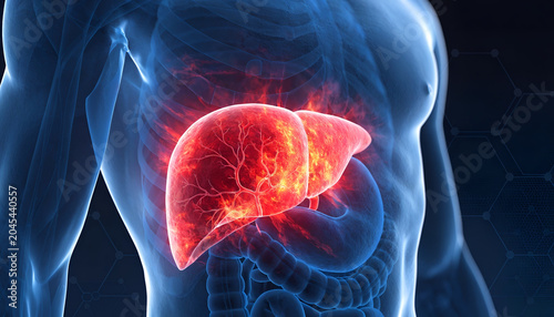 3D Anatomy Illustration Human Liver Anatomy and Liver Disease Concepts
