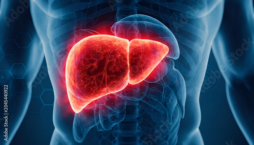 3D Anatomy Illustration Human Liver Anatomy and Liver Disease Concepts