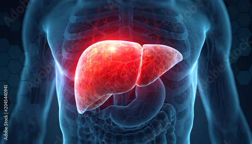 3D Anatomy Illustration Human Liver Anatomy and Liver Disease Concepts