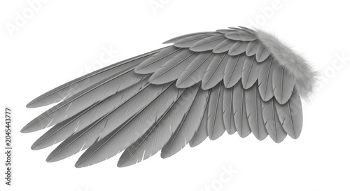 Realistic Grey Bird Wing Isolated on White Background