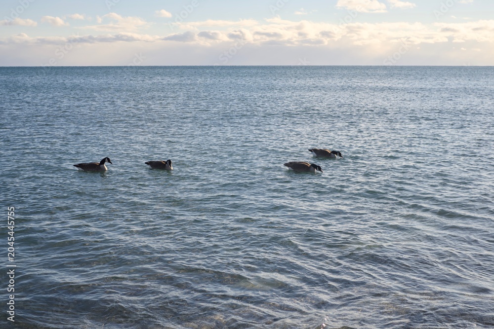 Fototapeta premium Four Canada Geese Float On Clear, Blue Water Under A Sky With Thick, Scattered Clouds