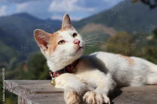 Obraz cat 