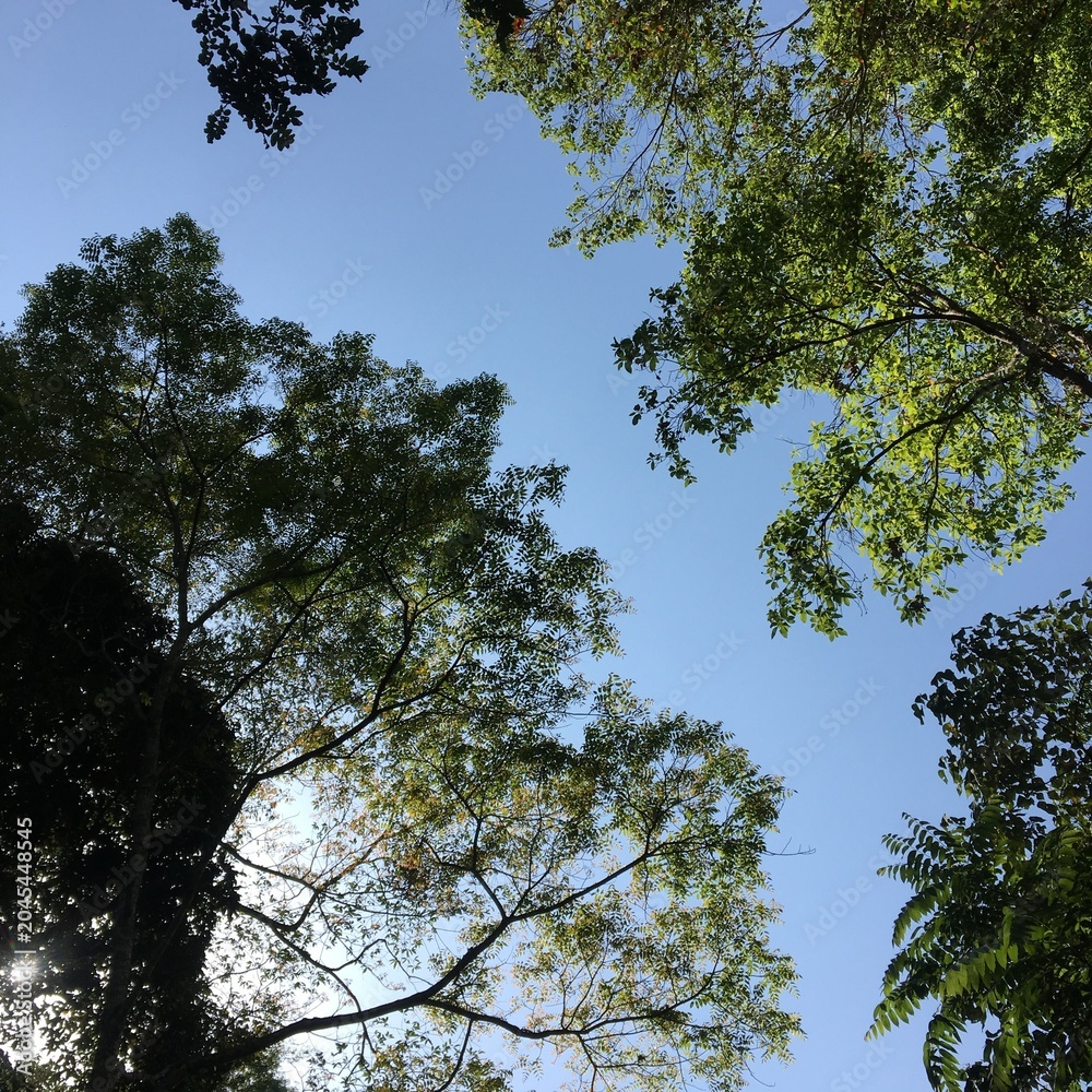 Fototapeta premium trees and sky