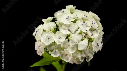 Elegant White Sweet William Dianthus Flowers on Black Background