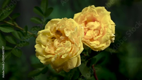 Elegant Yellow Rose Flower Blooming on green Background