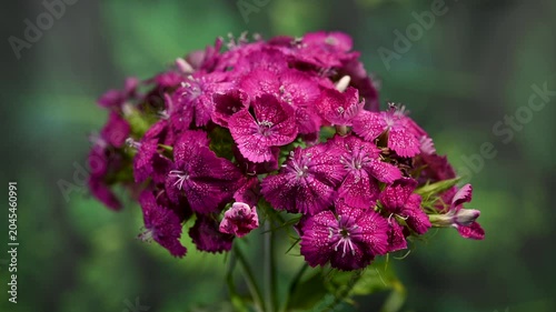 Rich Magenta Sweet William Dianthus Flowers on Green Background
