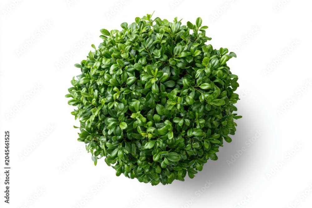 Fototapeta premium A round, dense green plant with vibrant leaves, isolated on a white background.