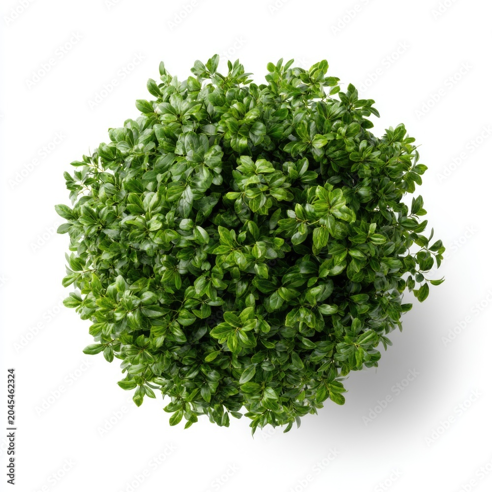 Obraz premium Top view of a lush, round green shrub with dense foliage isolated on a white background.