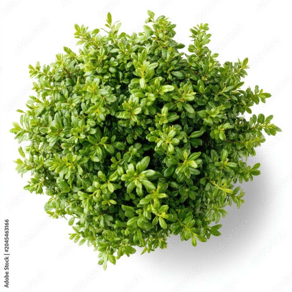 Obraz premium A top-down view of a lush, dense green plant with small, vibrant leaves clustered tightly together against a white background.