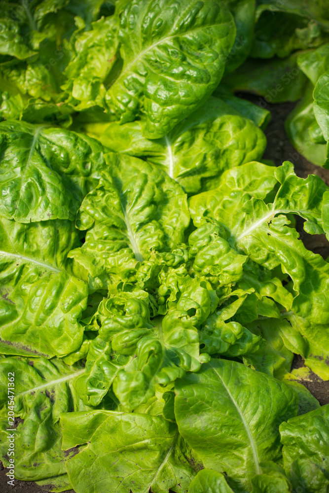 Fototapeta premium Fresh leafy green lettuce growing in a vibrant garden setting.