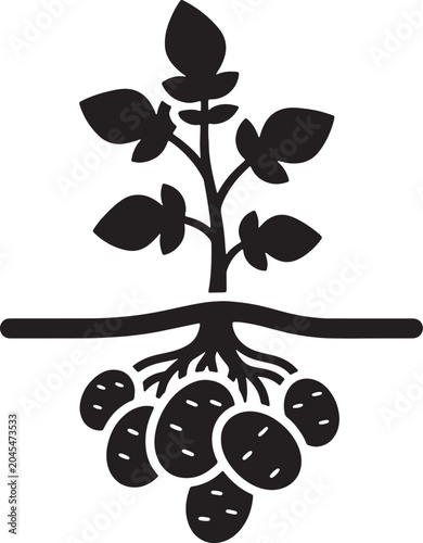 Potato plant with roots and tubers growing underground.