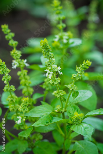 Close-up of lush green basil plants with tiny white flowers in a garden setting.