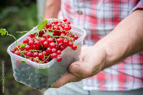 A person holding fresh red and black currants in a plastic container, showcasing a bountiful harvest.