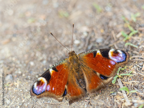 Photos Peacock butterfly on the ground among the grass
