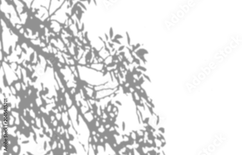 Canvas Print Tree branch shadow blurry on transparent background, overlay effect for photo mock up product wall art design presentation