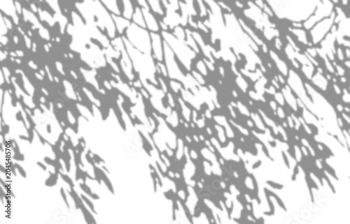 Photography Tree branch shadow blurry on transparent background, overlay effect for photo mock up product wall art design presentation