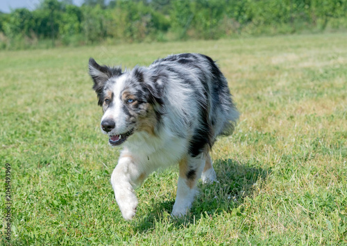 Slika na platnu training of australian shepherd