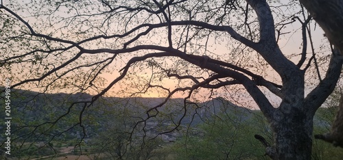 Tree Branches Overlooking a Mountain Valley Under a Soft Orange Sunset Sky
