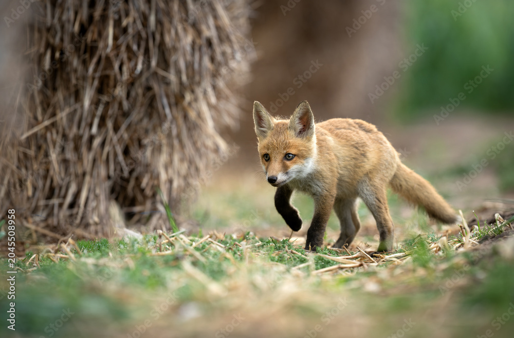 Naklejka premium Cute young red fox ( Vulpes vulpes )