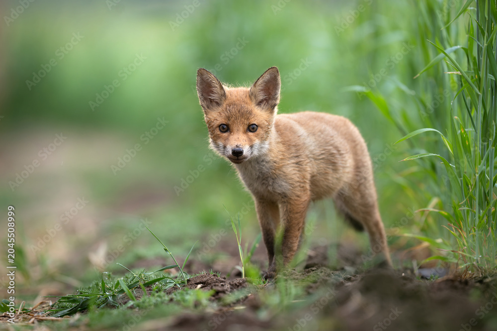 Naklejka premium Cute young red fox ( Vulpes vulpes )