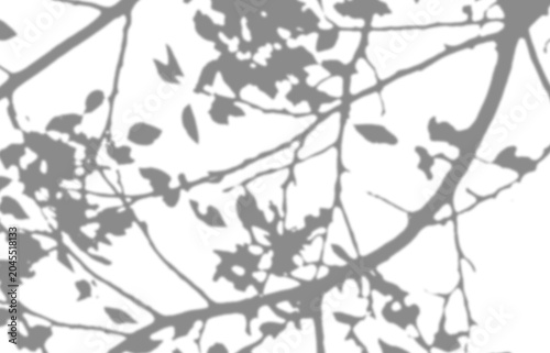 Fotografija Tree branch shadow blurry on transparent background, overlay effect for photo mock up product wall art design presentation