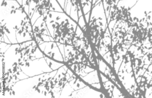 Konstfotografi Tree branch shadow blurry on transparent background, overlay effect for photo mock up product wall art design presentation