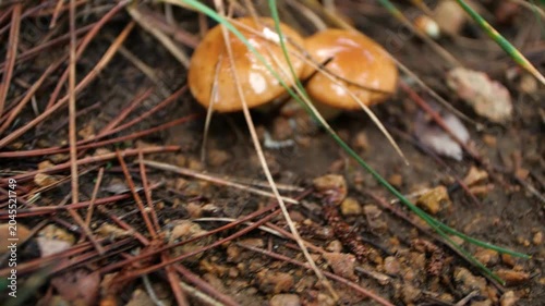 Two Orange Mushrooms on Damp Forest Floor