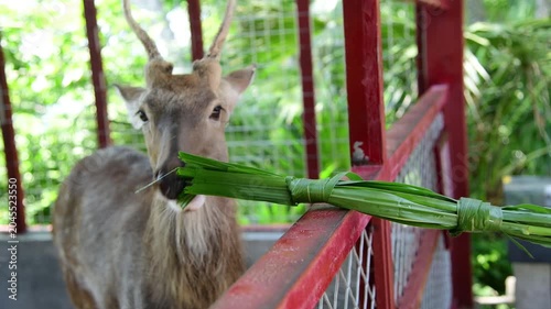 Deer eating green leaves in zoo enclosure
