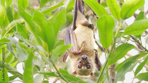 A cute sulawesi flying fox or fruit bat, acerodon celebensis, hanging in tree in indonesia, tropical animal in the wild, southeast asia
