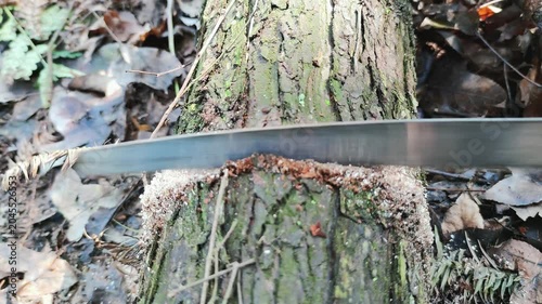 Handsaw Cutting Tree Trunk in Forest Close Up