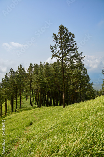 Scenic Pine Forest and Rolling Green Hills Under Blue Sky