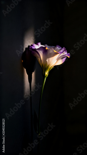 Purple Tipped Eustoma Lisianthus Flower in Sharp Light Beam on Dark Background, Moody Chiaroscuro Floral Photography, Concept of Elegance, Calmness and Grace, 4k