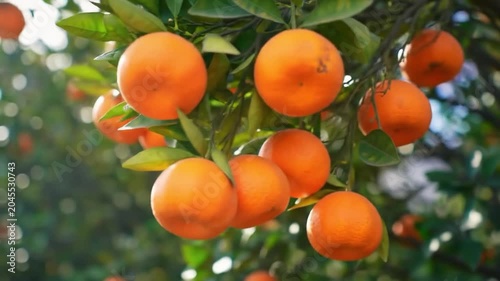 Cluster of ripe oranges hanging on a tree branch in a sunny orchard during golden hour