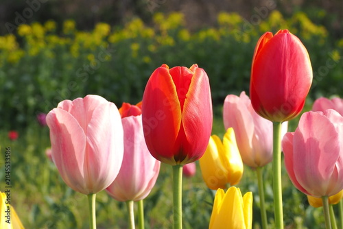 Photos 花　植物　花畑　Flower field in the evening
