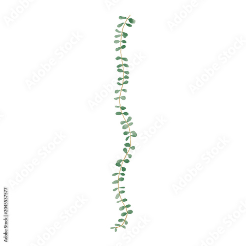 Slika na platnu Trailing straight Eucalyptus Sprigs foliage botanical element PNG