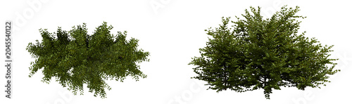 Bilde på lerret Two Green Bushes Isolated on Black Background