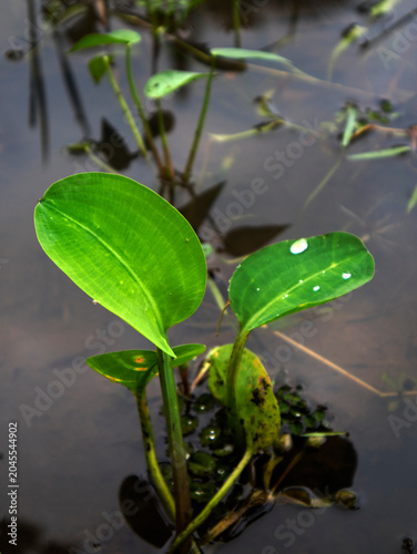 Limnocharis flava, an aquatic plant that often grows wild in shallow waters, swamps, or rice fields and is often considered a weed or nuisance plant by farmers.