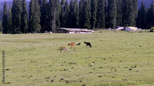 Doodpathri Budgam Tourist Destination in Kashmir 2026, Scenic Meadows, Rivers and Mountains